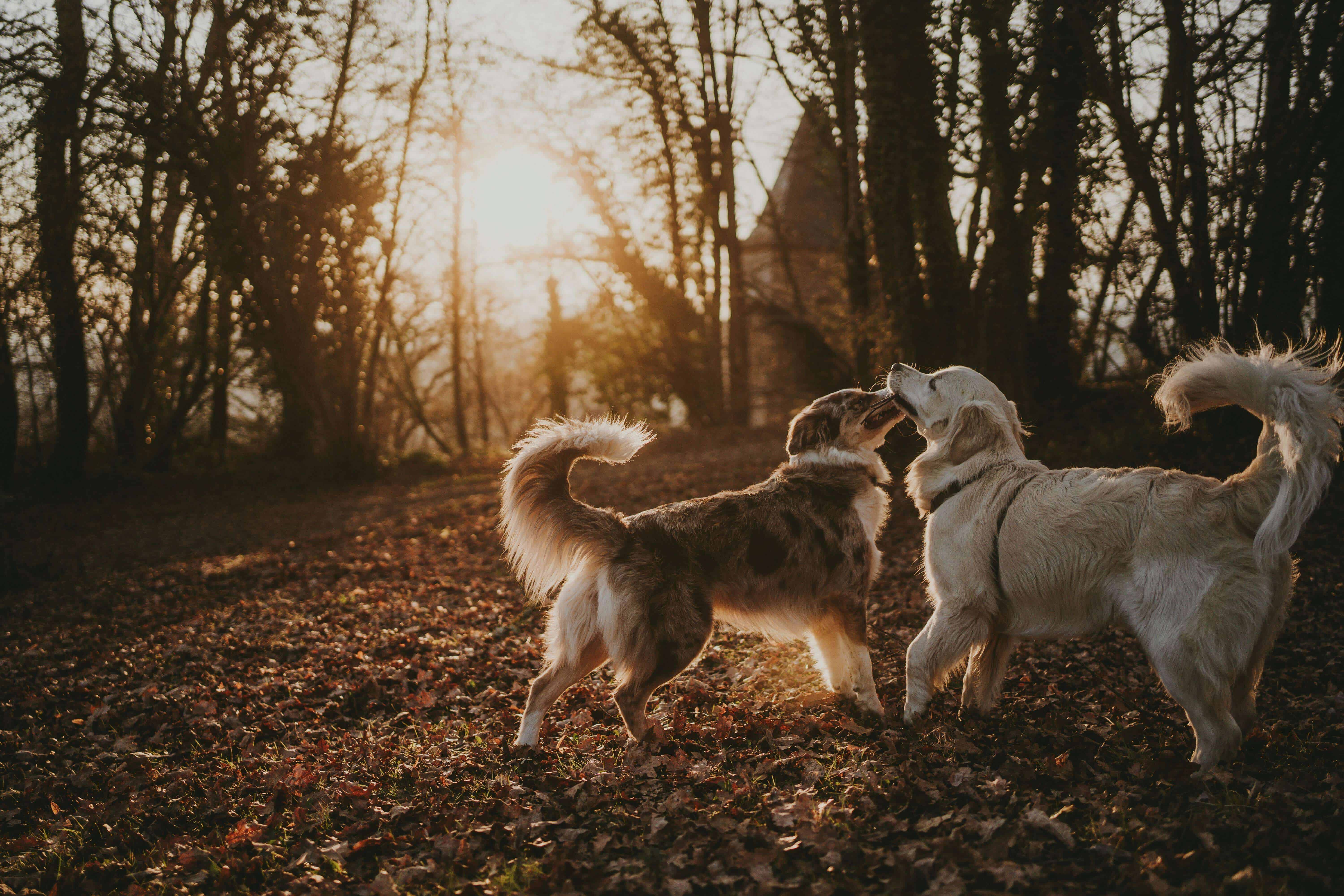 Perros jugando en el bosque
